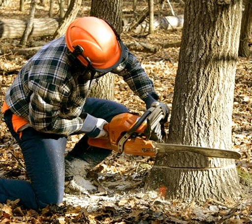 Tree Removal in Golden Gate, IL